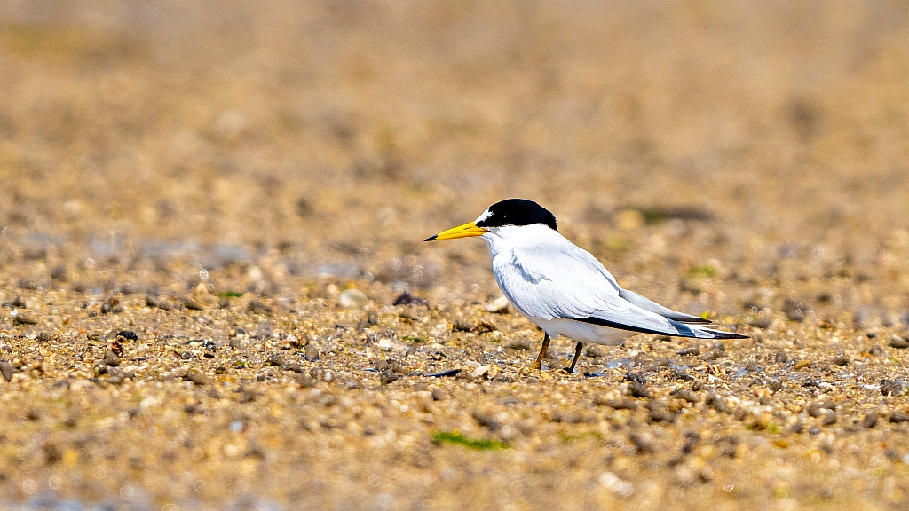Saunders's Tern